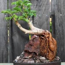 Image result for Cyphostemma quinatum