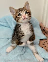 Kanga The Kitty With Short Front Legs Cute Cats And Kittens Kittens Cutest Cute Animals