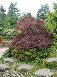 Le jardin japonais est typiques d'arbres, arbustes et plantes comme acer palmatum, érable le jardin japonais. Un Jardin Japonais Arbres Jardin Japonais Ile De Versailles Nantes Routard Com