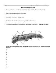 Cell Membrane Images Worksheet Answers Meeting The Membrane Worksheet For 9th 12th G In 2020 Cell Membrane Coloring Worksheet Cell Membrane Solving Quadratic Equations