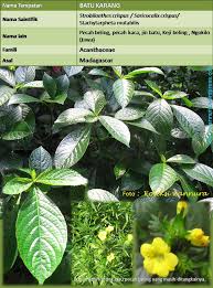 Padahal daun ini bisa digunakan sebagai obat bermacam penyakit. Herba Wannura Halaman 3