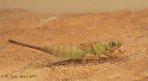 Image result for Holothrix aphylla