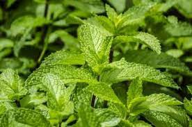 la menthe peut faire fuir les rats astuces de jardinage bio jardins potagers soulevees les rats
