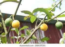 Image result for Garcinia kingaensis