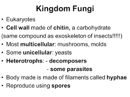 Fungi possess cell walls made of the glucosaminepolymer chitin, and algae typically possess walls made of glycoproteins and polysaccharides. Kingdom Fungi Eukaryotes Cell Wall Made Of Chitin A Carbohydrate Ppt Video Online Download