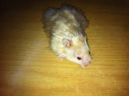 White syrian hamster with red eyes. Self Colours Theonepet