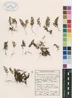 Image result for Hymenophyllum tunbridgense