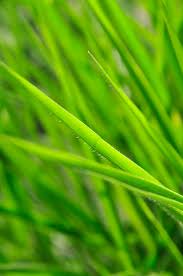 Image result for Urochloa arrecta