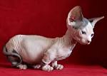 Minskin Cat Breeders Near Me - Cat Kingpin