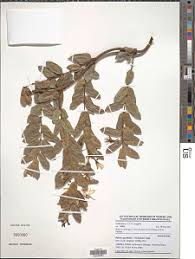 Image result for Baissea