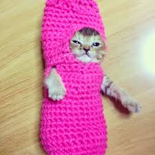 Mantar In Maceralari Yarali Yavru Kedi Wasabi Ye Mantar Kostumlu Tedavi Injured Kitten Wasabi Wears Mu Komik Hayvan Fotograflari Yavru Kediler Cute Kittens