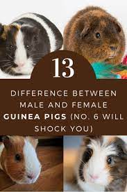 Pin On Tiny Pet Tales Group Board For All Pet Lovers