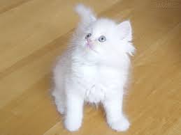 Istanbul Da Nerden Kedi Alabilirim Genis Dusunmeyin
