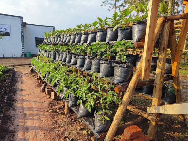 Uganda Agricultural School projects