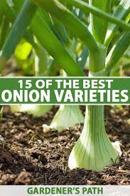The Best Onion Cultivars To Grow At Home Gardener S Path Vegetable Garden For Beginners Gardening For Beginners Growing Onions