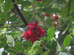 Image result for Xylopia collina