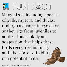 When you tell people these interesting tidbits of information, you become more human and more likeable. Fun Facts Bird Gallery Houston Audubon