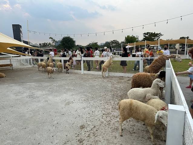 C&aacute;c b&eacute; cừu tại farm