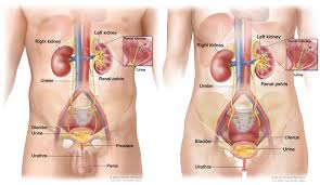 A degree of mechanical irritation cannot be avoided and increases with the amount of time the bladder needs. About Bladder Cancer Dana Farber Cancer Institute Boston Ma