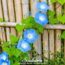 Image result for Ipomoea magnusiana