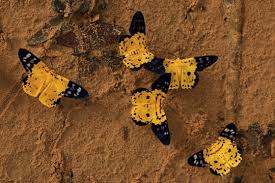 Image result for Dysphania procera