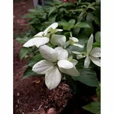 Kepala bunga nusa indah yang tumbuh bergerombol bahkan bisa mematahkan batang bunganya jika diikuti dengan hujan lebat. Tanaman Hias Bunga Nusa Indah Bunga Putih Lazada Indonesia