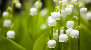 Maybe you would like to learn more about one of these? Muguet 13 Conseils Pour Le Cultiver