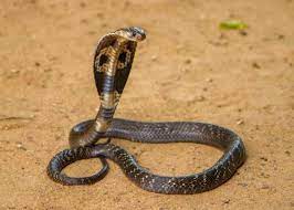 Le fanno anche i serpenti; Top 10 Serpenti Piu Grandi Del Mondo Misure E Foto