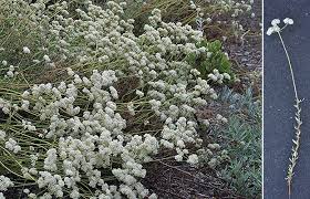 Image result for Eriospermum flexuosum
