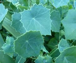 Image result for Senecio oxyriifolius