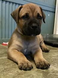 Black Boerboel Puppies For Sale In Durban Litter Of 8 Boerboel Puppies For Sale In Chesapeake Va Adn 21598 On Puppyfinder Com Gender Male Age 5 Weeks Old Puppies For Sale Puppies Boerboel
