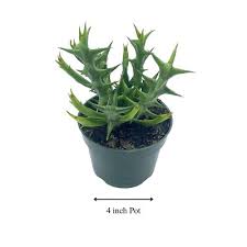 Image result for Orbea schweinfurthii