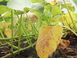 Potatoes are about as easy to grow as a radish, so if you've got the patience of king kong at a banana factory you can stop reading this article now and take that bit of advice with you. How To Fight Sweet Potato Wilt And Other Diseases Diy