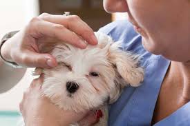 Yes Dogs Get Pink Eye Too Get The Facts On Conjunctivitis In Dogs Natural Pink Eye Remedy Dog Remedies Pink Eyes