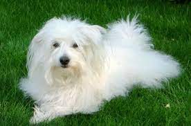 Which dog breeds live the longest? Coton De Tulear Dog Breed Information And Pictures Petguide Coton De Tulear Dogs Dog Breeds Coton De Tulear