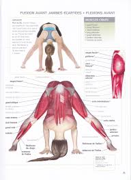 Prasarita Padottanasana Yoga Anatomy Ashtanga Yoga Yoga For Flexibility