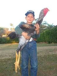 Indio Gigante Silkie Chickens Pics Critter