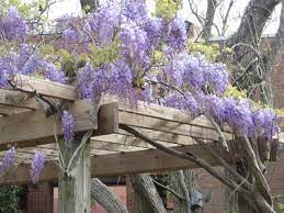 Plants trained onto and cascading through this elegant, yet immensely strong steel wisteria umbrella become elevated to a star attraction. Growing American Wisteria Hgtv
