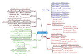 Principles of anatomy and physiology (bb1701). List Of Skeletal Muscles Of The Human Body Wikipedia