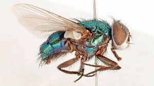If you have tiny white flying bugs in house or greenhouse, or even outdoors in the garden, you can use traps to catch them. Why Do We Have So Many Flies In Australia Here S Swat S What