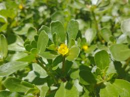 Image result for Portulaca oleracea