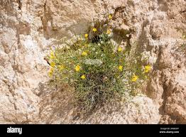 Image result for Launaea