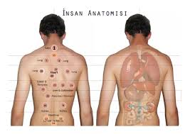 Amended Points Chart With Organ Names Hijama Cupping London
