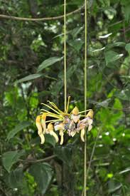 Image result for Glossostelma