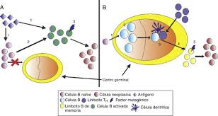 La leucemia es un tipo de cáncer que consiste en el crecimiento descontrolado de ciertos glóbulos blancos producidos en la médula ósea que se propagan por el flujo sanguíneo. El Estado Mutacional De Las Inmunoglobulinas En Pacientes Con Leucemia Linfocitica Cronica Significado Y Pronostico Sciencedirect