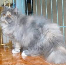 Kucing himalaya atau kucing persia himalaya (dahulu bernama kucing persia warna poin) adalah salah satu ras kucing domestik yang merupakan hasil persilangan antara kucing persia dengan kucing siam. Kucing Persia Jakarta 0812 3100 3000