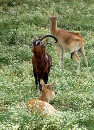 Nile Lechwe Wasserbock Or Mrs Gray S Lechwe Kobus Megaceros Is A Species Of Antelope In The Genus Kobus In The Family Bovidae