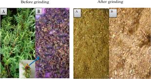 Image result for Polygala sadebeckiana