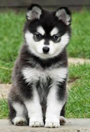 Does a giant alaskan malamute look like a regular one? Pin On Husky