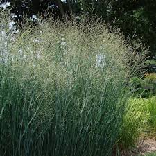 Image result for Panicum novemnerve